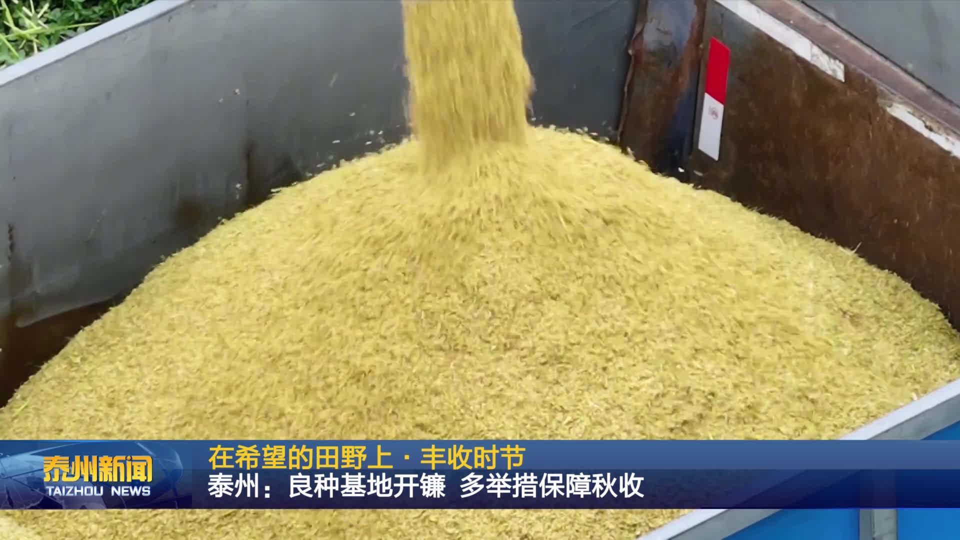 在希望的田野上·丰收时节  泰州：良种基地开镰 多举措保障秋收